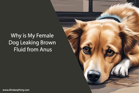 why is my dog leaking brown fluid|Why is My Female Dog Leaking Brown Fluid from。